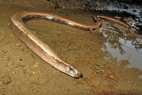 Common Slowworm, Deaf Adder, Redes Natural Park, Spain Common Slowworm, De... Stock Photos