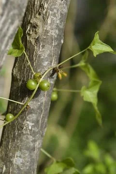 Common smilax Stock Photos