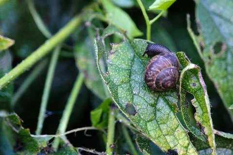 Common snail close-up on a green leaf in the spring garden outdoors Stock Photos