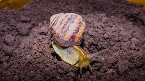 Common snail crawling on the ground Stock Photos