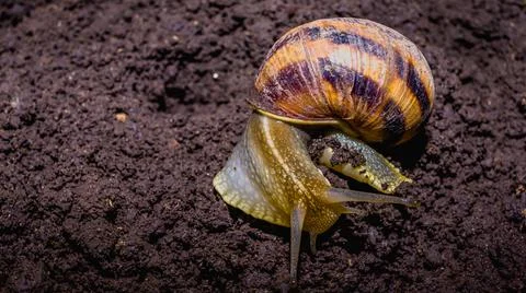 Common snail crawling on the ground Foto stock