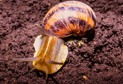 Common snail crawling on the ground Stock Photos