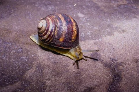 Common snail crawling on the ground Stock Photos