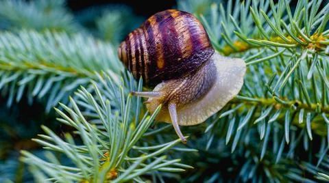 Common snail crawling on the ground Stock Photos