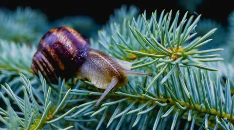 Common snail crawling on the ground Stock Photos