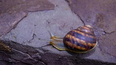 Common snail crawling on the ground Stock Photos