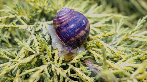 Common snail crawling on the ground Stock Photos