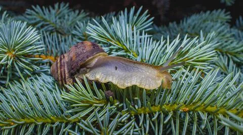 Common snail crawling on the ground Stock Photos
