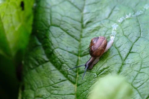 Common snail macro on a green leaf in the summer garden outdoors Stock Photos