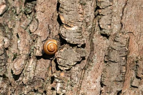 A common snail on a tree in a forest during a sunny day Stock Photos