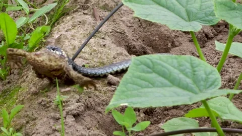 The common snake carries a captured frog Stock Footage 313451797
