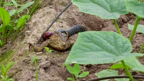 The common snake opens its mouth to swallow a captured frog Stock Footage 313451847
