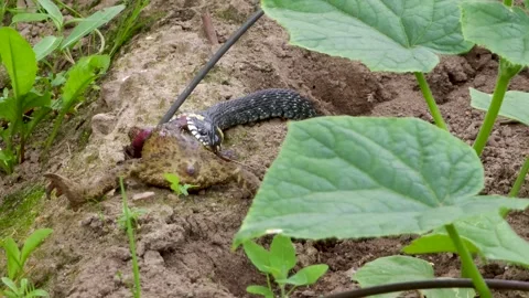 The common snake swallows a captured frog Stock Footage 313451807