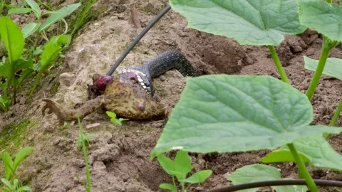 The common snake swallows a captured frog Stock Footage 313451818