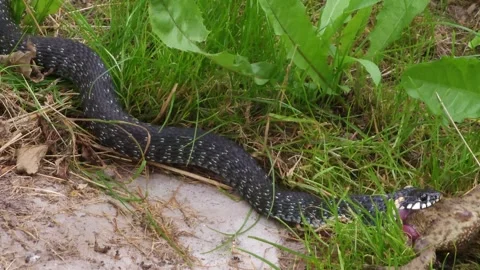 The common snake swallows a captured frog in its natural habitat Stock Footage 313451890