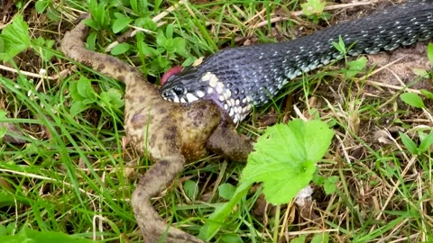 The common snake swallows a captured frog in its natural habitat Stock Footage 313451895