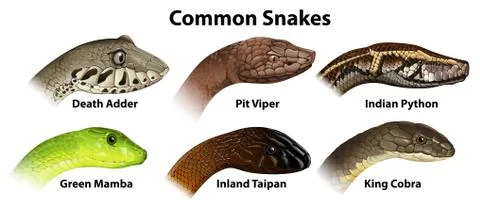 Common snakes Stock Illustration