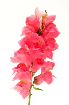 Common snapdragon Stock Photos