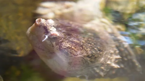 Common snapping turtle in 4k slow motion 60fps Stock Footage 114240867