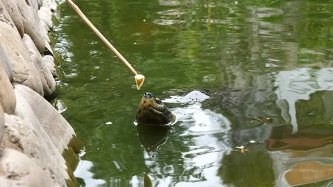 A common snapping turtle being offered a piece of banana on a stick and Stock Footage 94036427