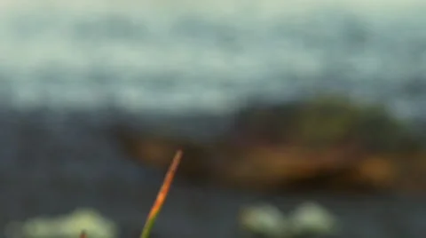 Common snapping turtle (Chelydra serpentina) in a swamp Stock Footage 45604533