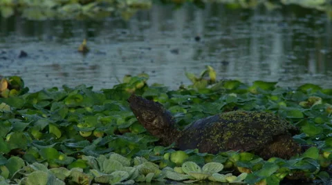 Common snapping turtle (Chelydra serpentina) in a swamp Stock Footage 45604685
