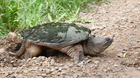Common Snapping Turtle, Chelydra serpentina, laying eggs Stock Footage 59795927