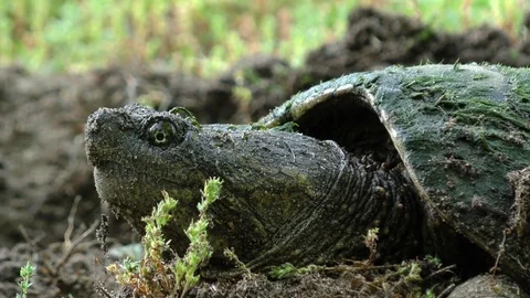 Common Snapping Turtle (Chelydra Stock Video Pond5