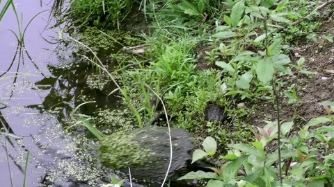 Common Snapping Turtle (Chelydra serpentina) crawling into marsh, E USA 스톡 동영상 78823774
