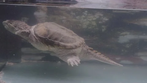 Common snapping turtle Chelydra serpentina swims in a cramped aquarium. Stock Footage 215994635