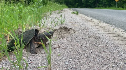 Common Snapping Turtle, Chelydra Serpentina, Laying Eggs By Turtle Crossing Sign 스톡 동영상 243683965
