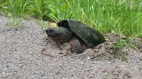 Common Snapping Turtle, Chelydra Serpentina, Laying Eggs, Covered In Mosquitoes 스톡 동영상 243683968