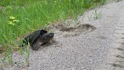 Common Snapping Turtle, Chelydra Serpentina, Laying Eggs By Road 스톡 동영상 243684174