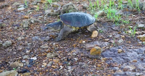 Common Snapping Turtle Chelydra serpentina walking towards the water. Stock Footage 264012861