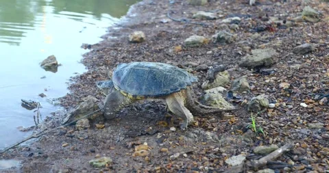Common Snapping Turtle Chelydra serpentina walking into a lake Stock Footage 316056538