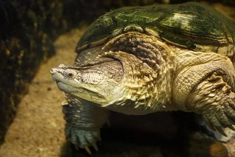 Common snapping turtle (Chelydra serpentina) in the oceanarium. Stock Photos