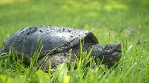 Common Snapping Turtle Cinematic Stockbeeldmateriaal 242615674