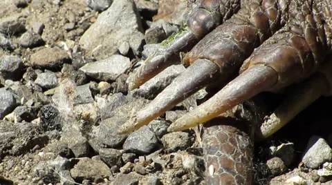 Common snapping turtle claws and tail Stock Footage 39841776