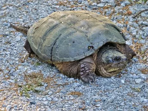 Common Snapping Turtle Close Portrait on Gravel Stock Photos