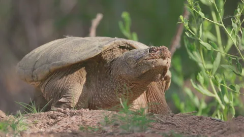 Common Snapping Turtle Digging Nest Along Riverbank in Colorado Video stock 336554893