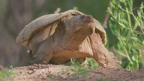 Common Snapping Turtle Digging Nest Along Riverbank in Colorado Video stock 336555880