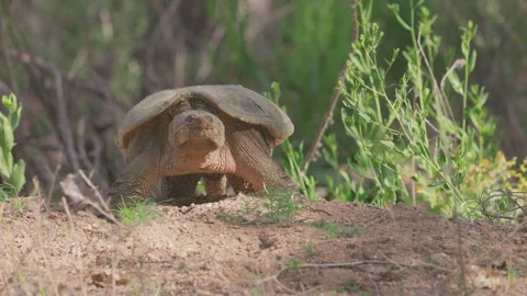Common Snapping Turtle Digging Nest Along Riverbank in Colorado Video stock 336556951