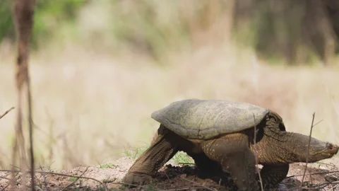 Common Snapping Turtle Digging Nest Along Riverbank in Colorado Video stock 336559457