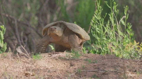 Common Snapping Turtle Digging Nest Along Riverbank in Colorado Video stock 336560167