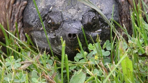 Common Snapping Turtle, E North America Stock Footage 90484211