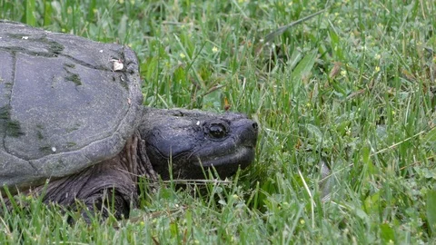 Common Snapping Turtle, E North America Stock Footage 90484946