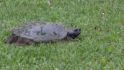 Common Snapping Turtle, E North America Stock Footage 90485091