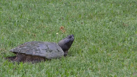 Common Snapping Turtle, E North America Stock Footage 90485115