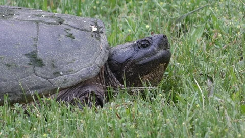Common Snapping Turtle, E North America Stock Footage 90485116