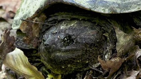Common Snapping Turtle, E North America Stock Footage 133349953